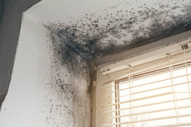 Trusted Commercial Mold Remediation service in Springfield, GA - Cheap Mold Removal