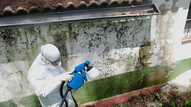 Trusted Mold Removal service in Springfield, GA - Cheap Mold Removal